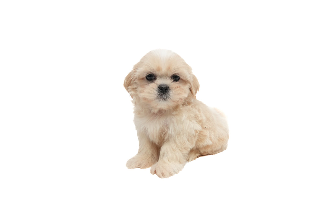 Shih Tzu 0749 Boy