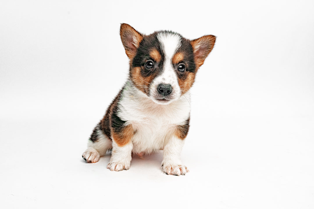 Cowboy Corgi 1983 Boy