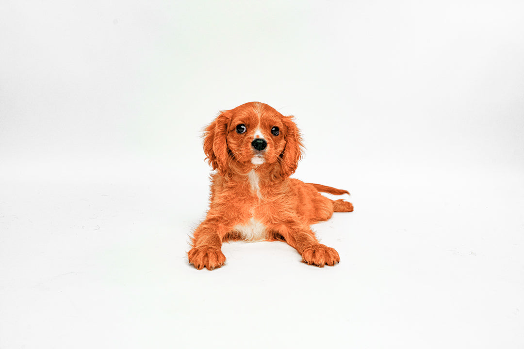 Cavalier King 2263 Boy