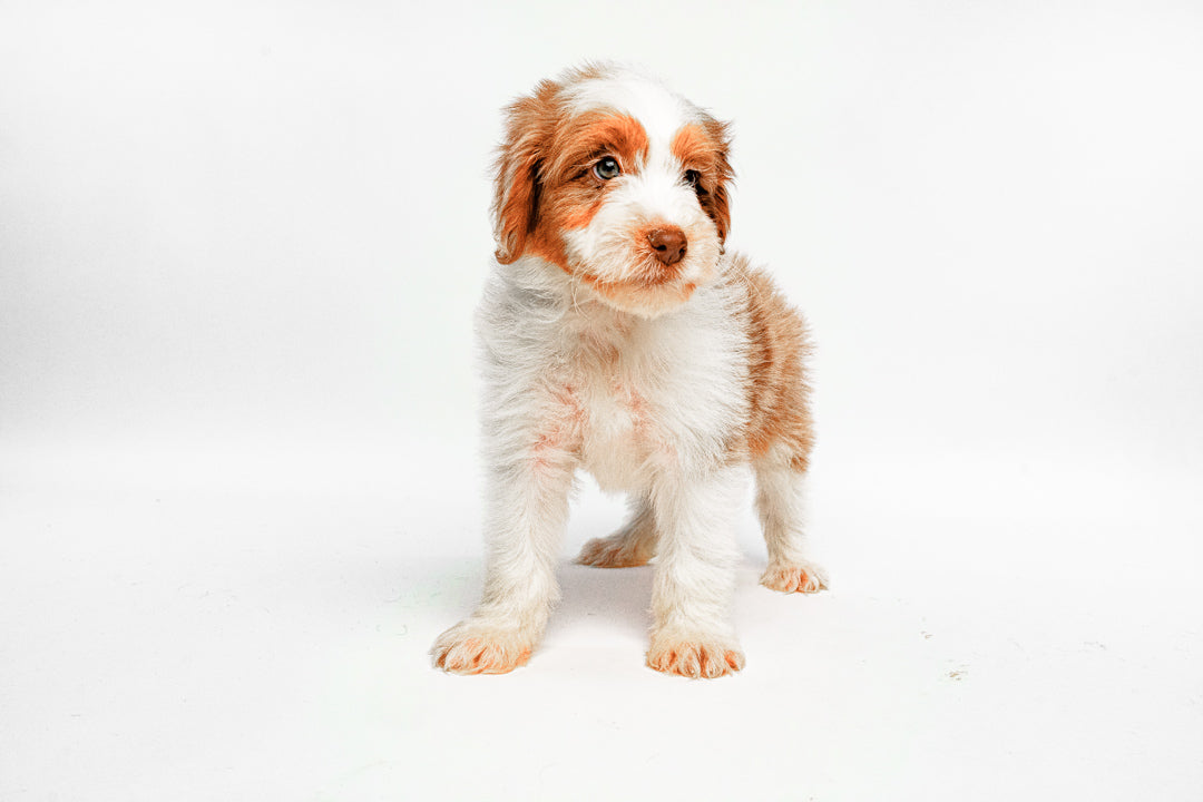 Aussiedoodle 8884 Boy