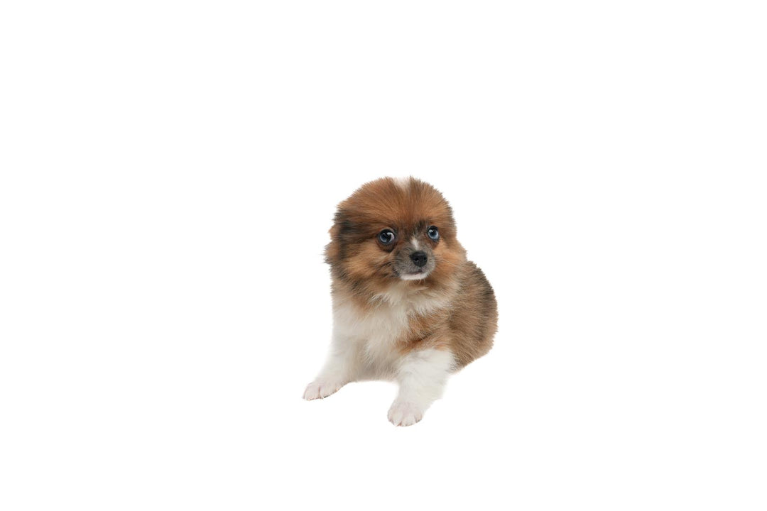 Pomeranian 9029 Boy