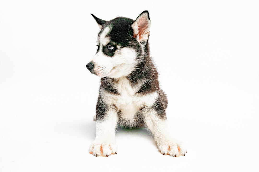 Siberian Husky 9097 Boy