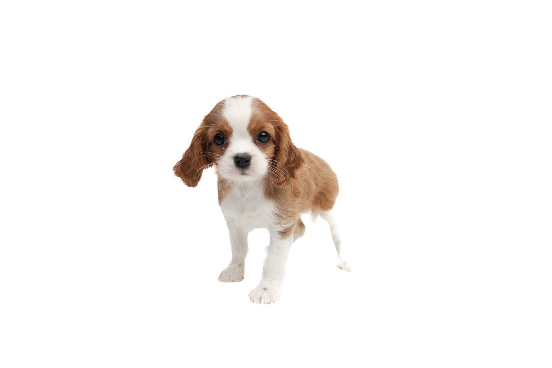 Cavalier King 9104 Girl