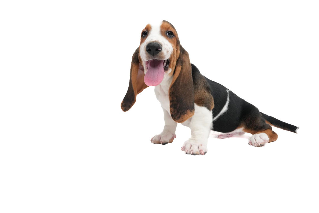 Basset 9376 Boy