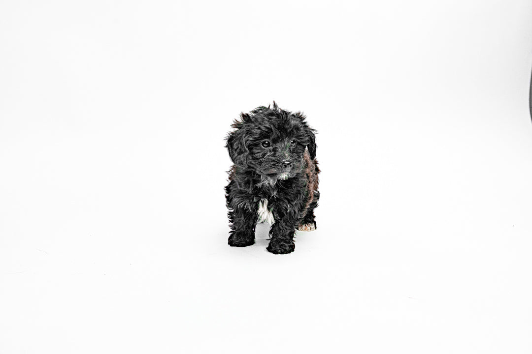 Yorkiepoo 8852 Boy