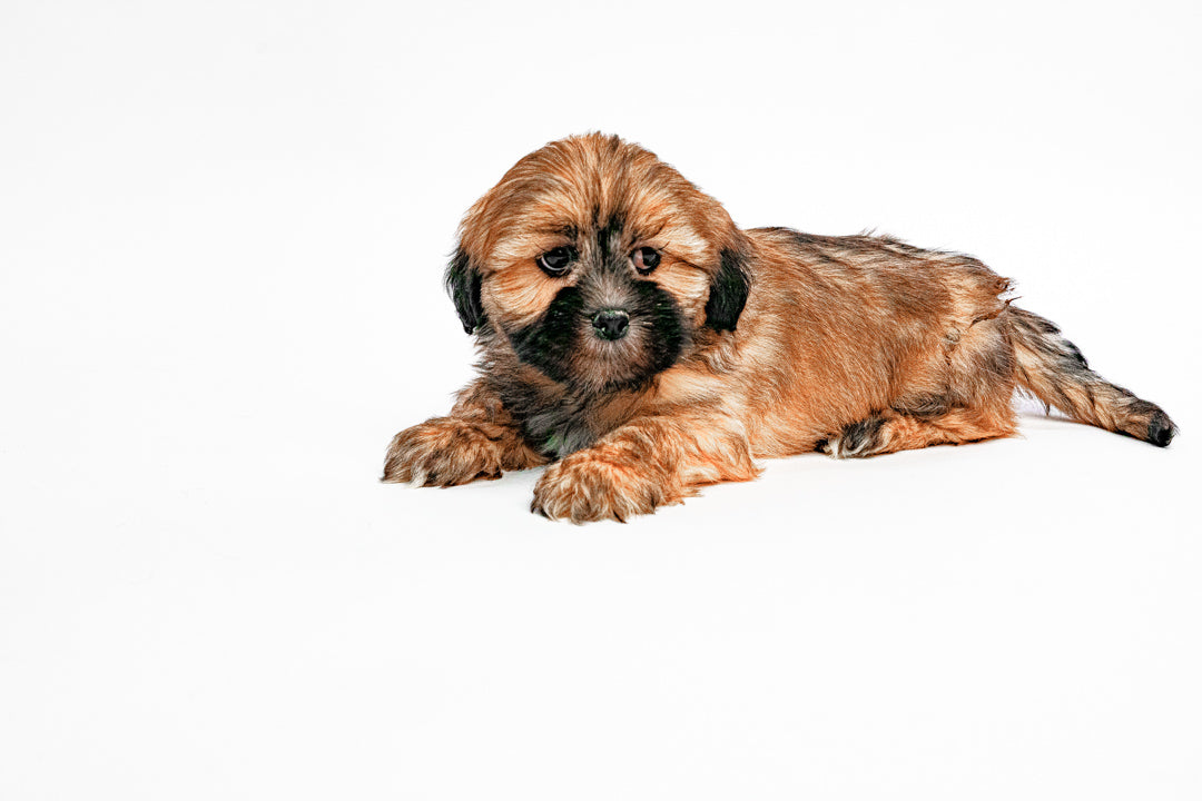 Lhasa Apso 7644 Boy