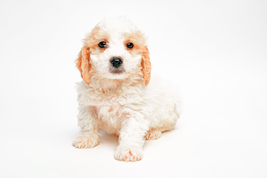 Maltipoo 9293 Boy