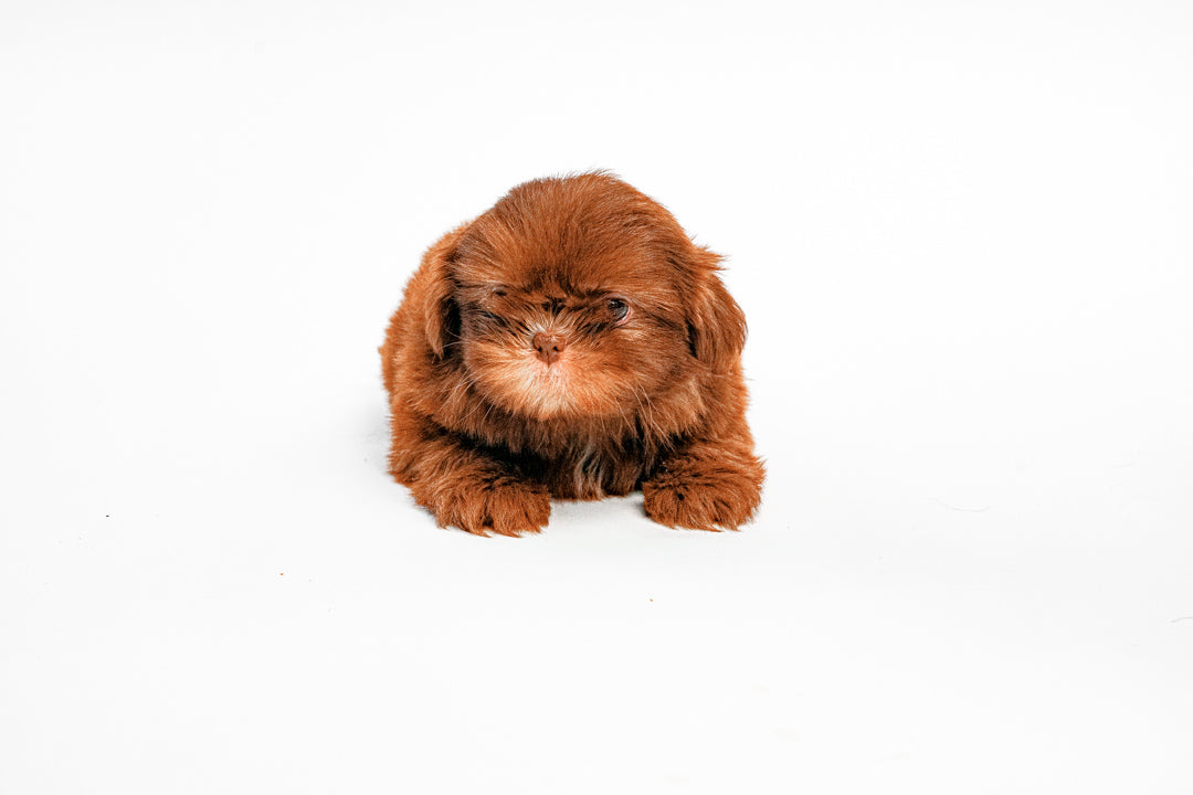 Shih Tzu 9384 Boy