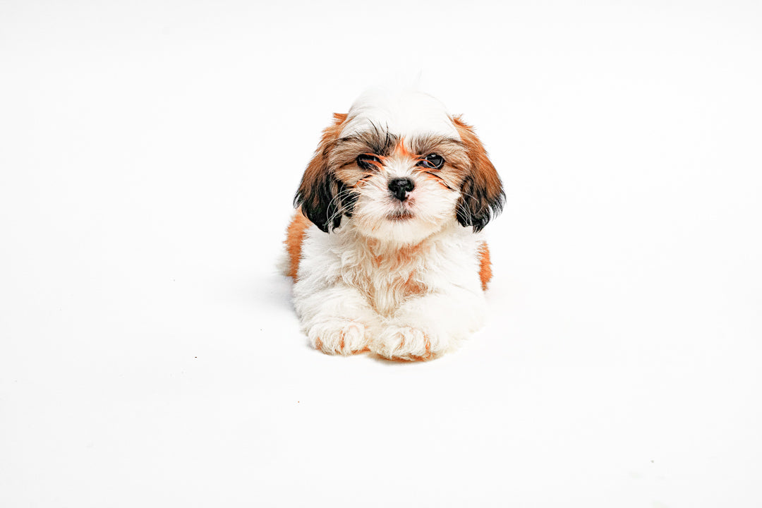 Shih Tzu 9265 Boy