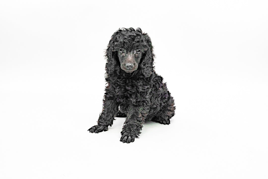 Poodle 9207 Girl