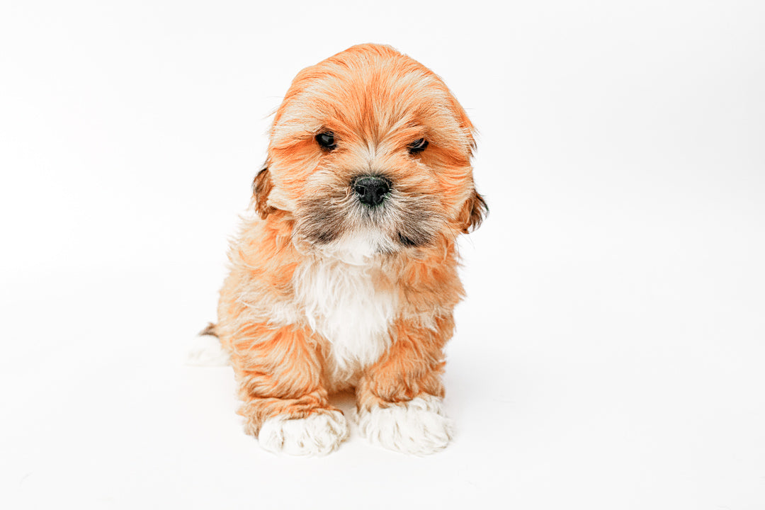 Lhasa Apso 8930 Boy