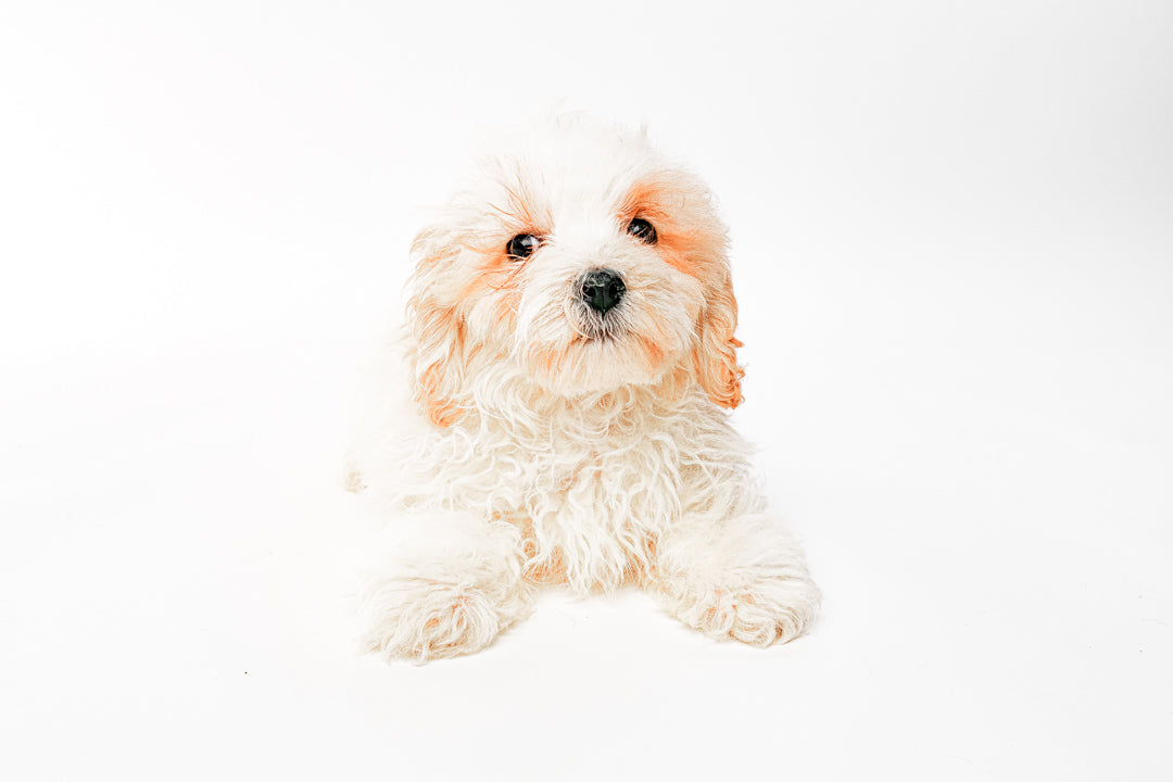 Maltipoo 9441 Boy