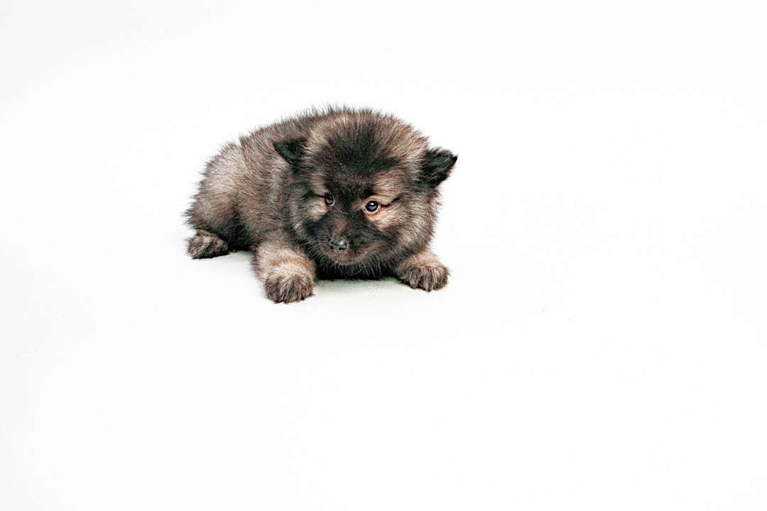 KEESHOND 9437