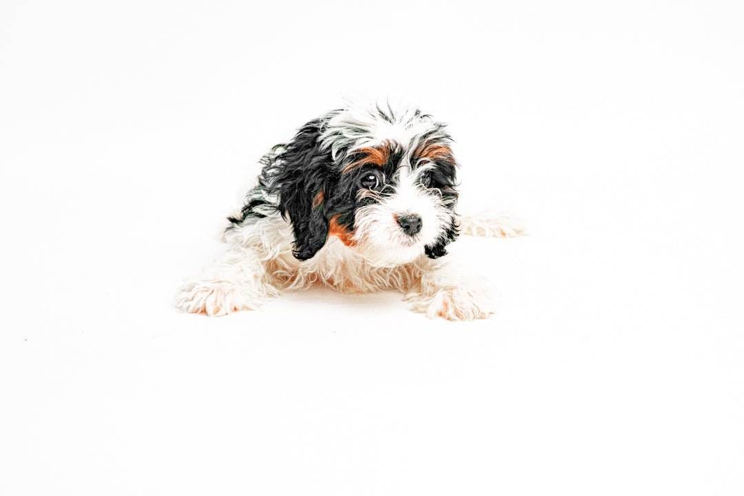 Cavapoo 7257 Girl