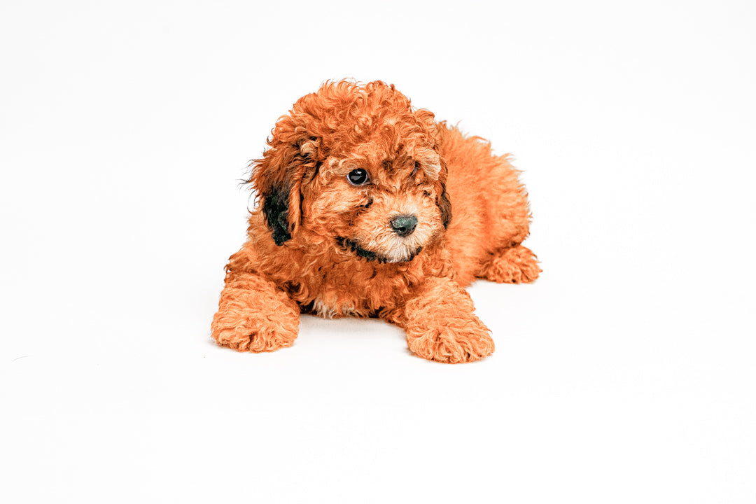 Poodle/Cavapoo 2701 Boy