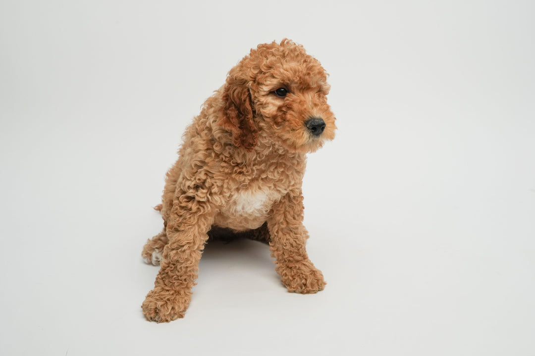 GOLDENDOODLE 0246