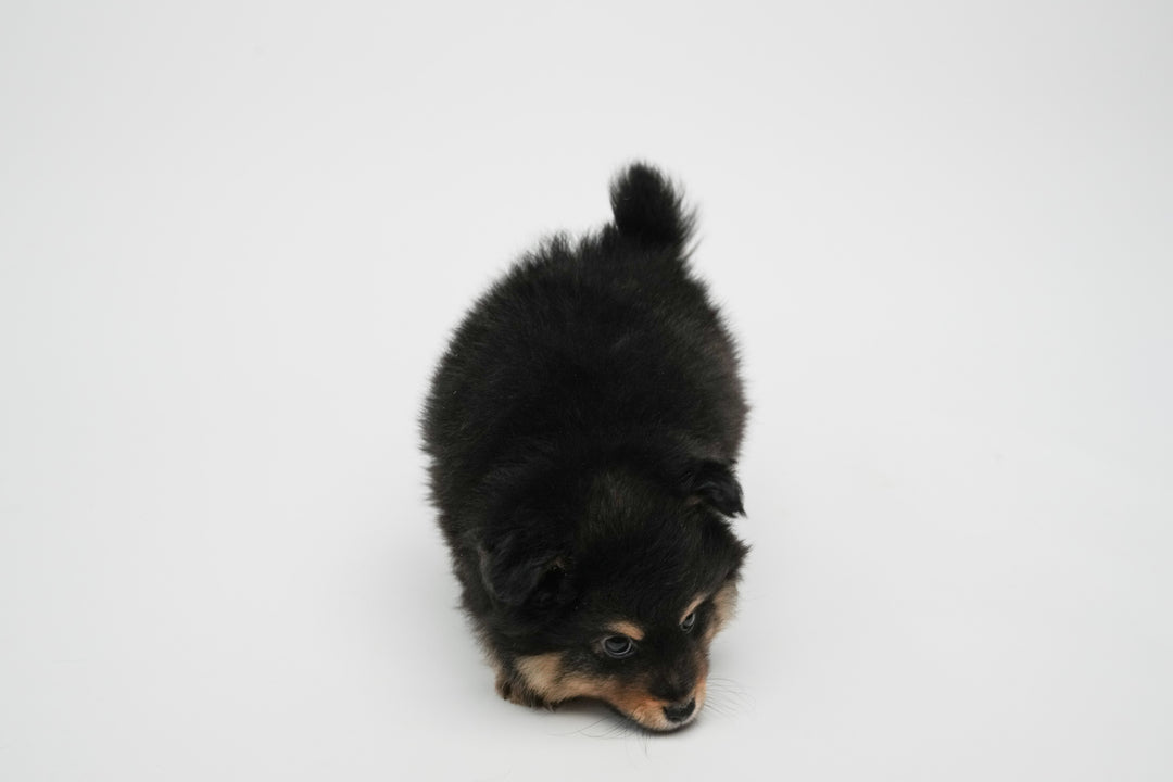 SHELTIE POM 0305