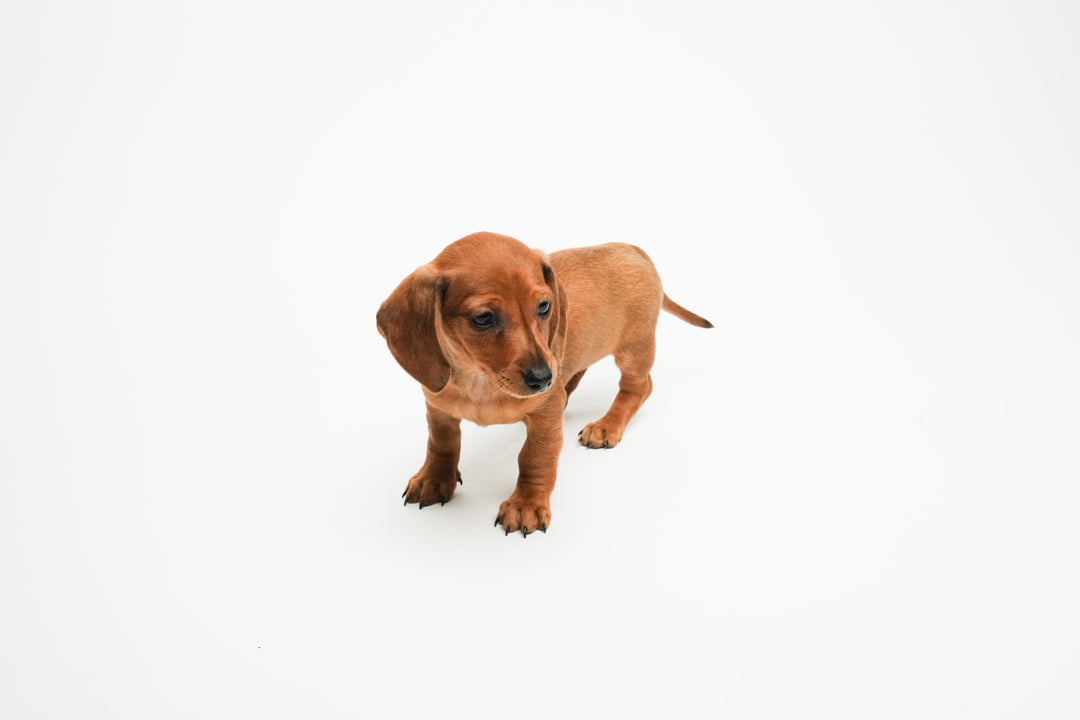 Dachsund 0426