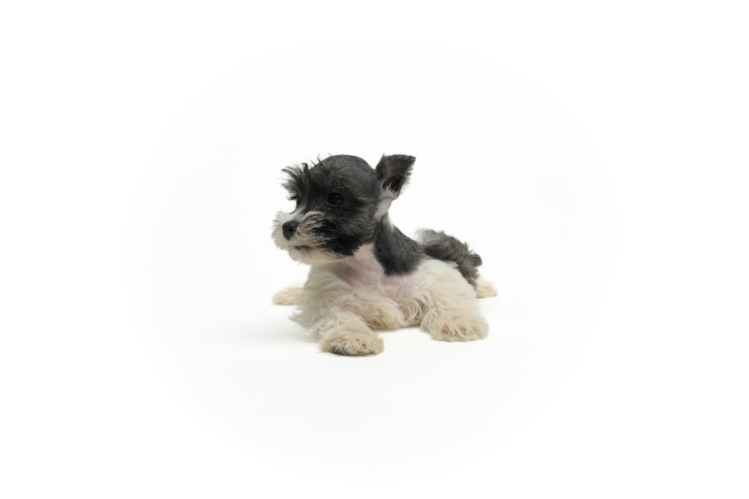 MINI SCHNAUZER 0635