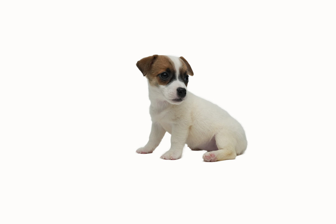 Jack Russell 8912 Girl