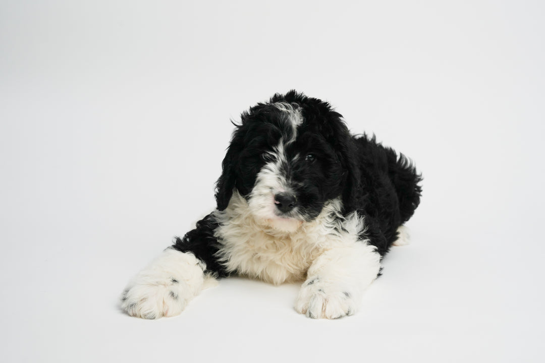 Bernedoodle 9497 Girl