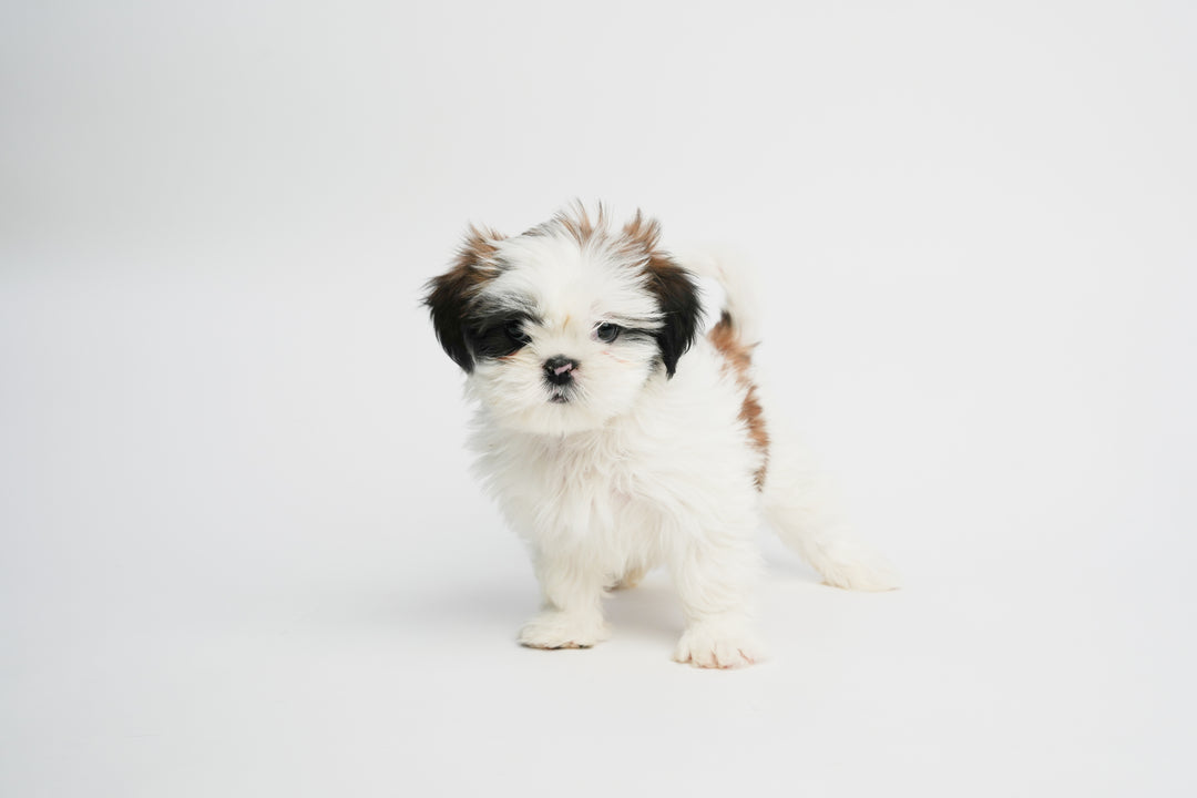 Shih Tzu 9851 Girl