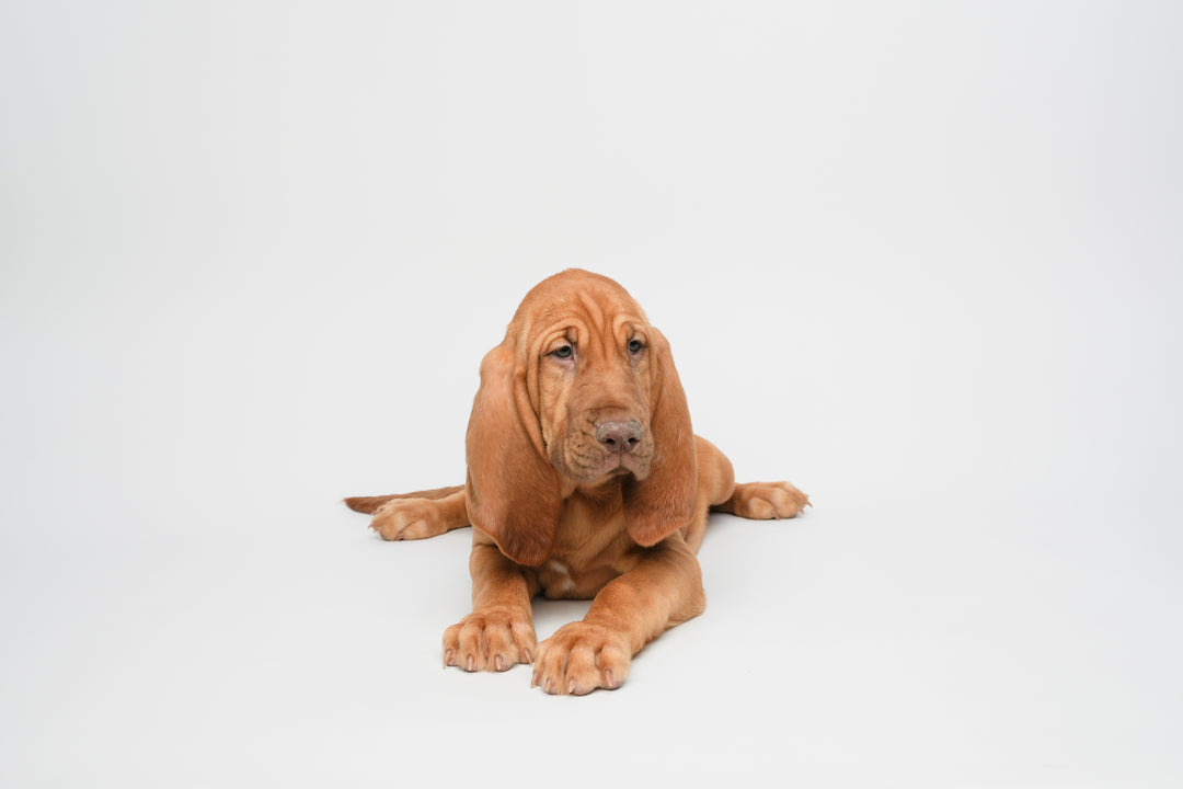 Bloodhound 9918 Girl